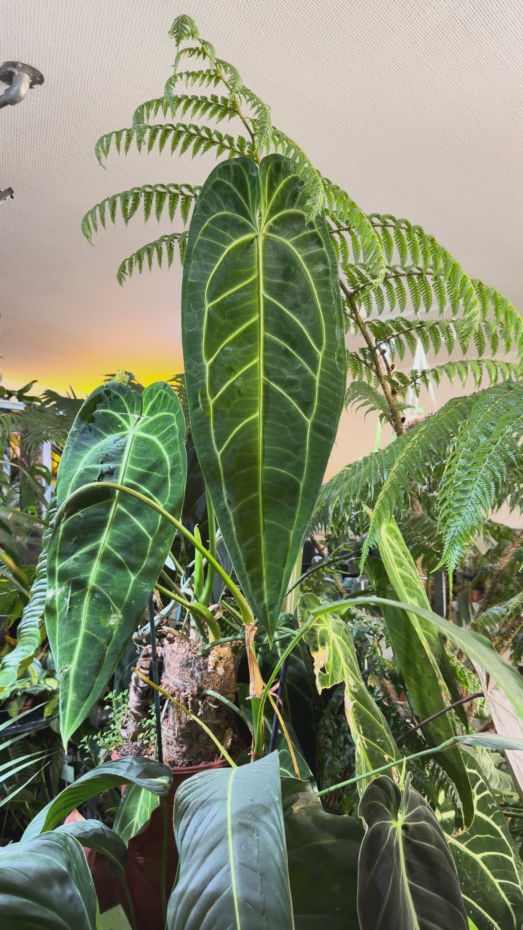 Anthurium Warocqueanum For Sale | Buy Queen Anthurium Online