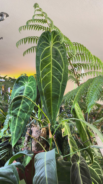 Anthurium warocqueanum