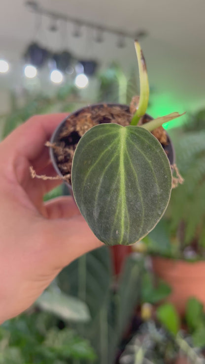 Philodendron melanochrysum
