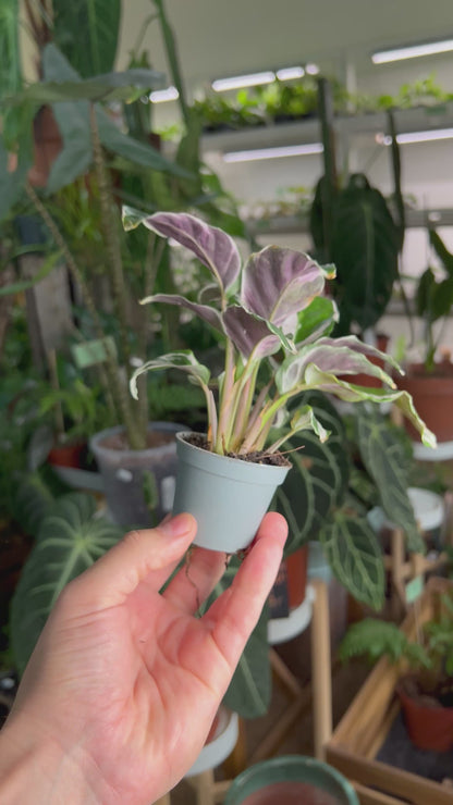 Calathea 'White Fusion'