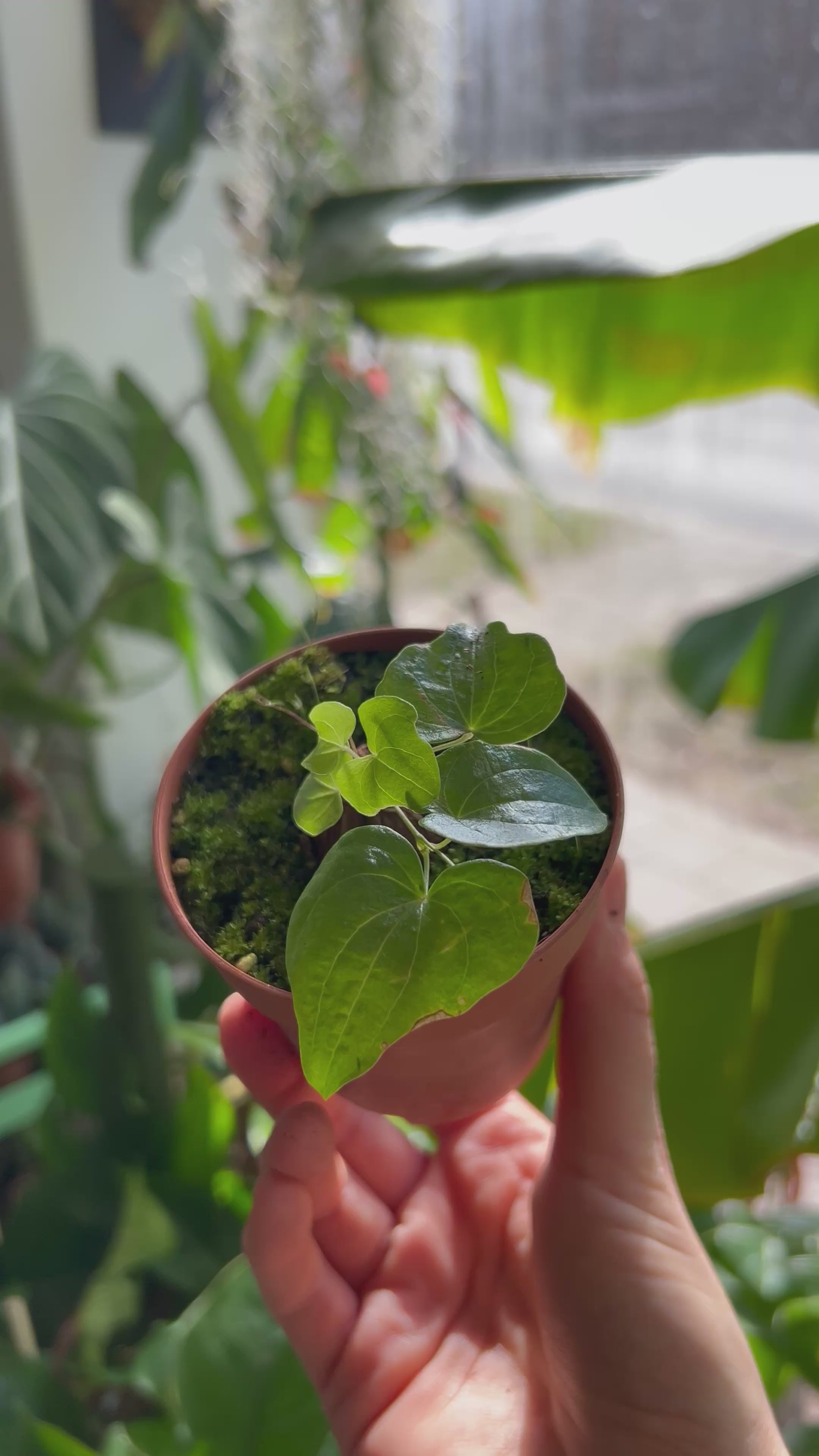 Dioscorea elephantipes | Buy Rare Houseplants Online | Care Guide