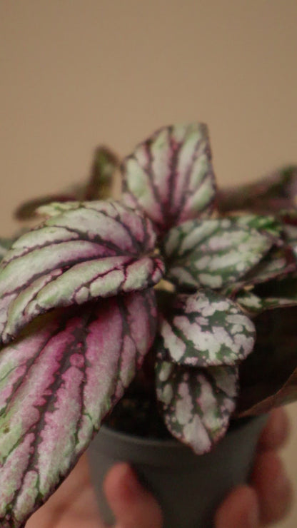 Begonia rex 'Hugh McLaughland'