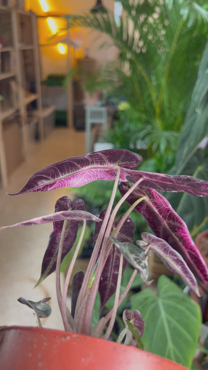 Alocasia bambino pink variegata