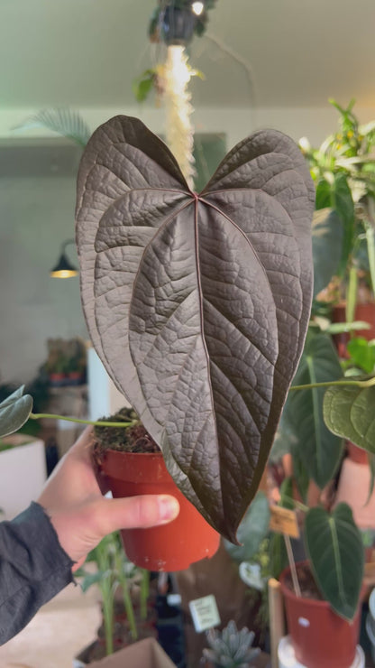 Anthurium 'Queen Of Hearts'