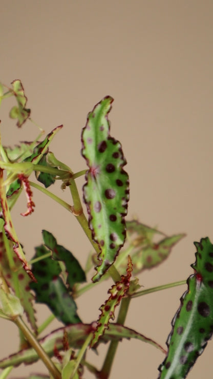 Begonia amphioxus