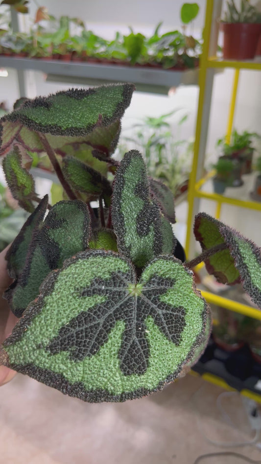 Begonia masoniana (Järnkorsbegonia)