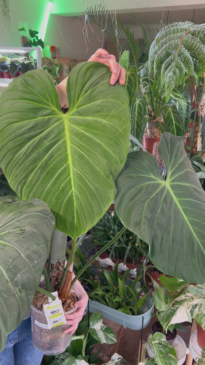 Philodendron rubrijuvenile 'El Choco Red'