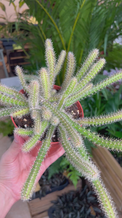 Selenicereus grandiflorus 'nattens drottning'