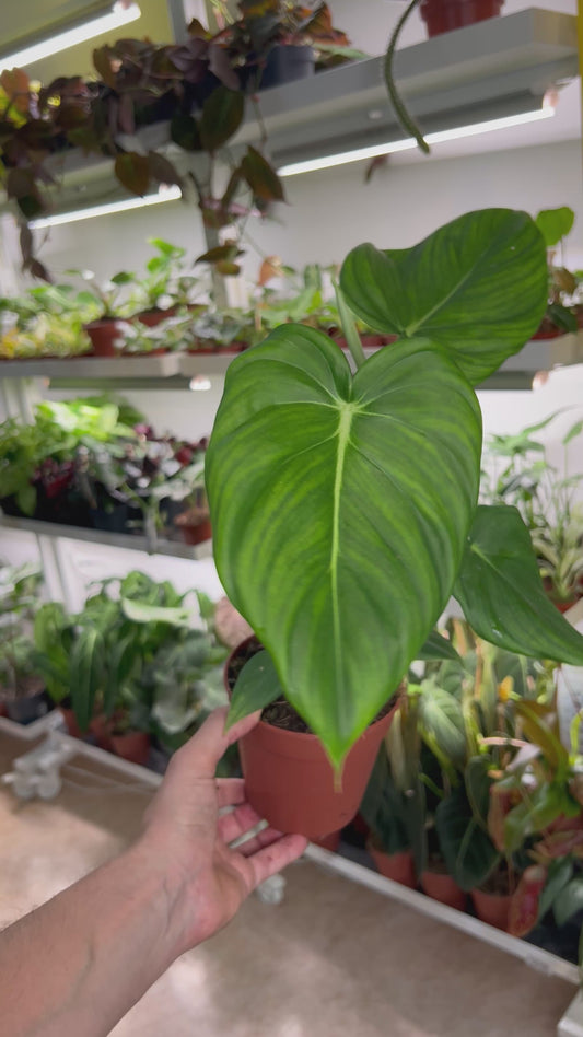 Philodendron ’Dean Mc Dowell’