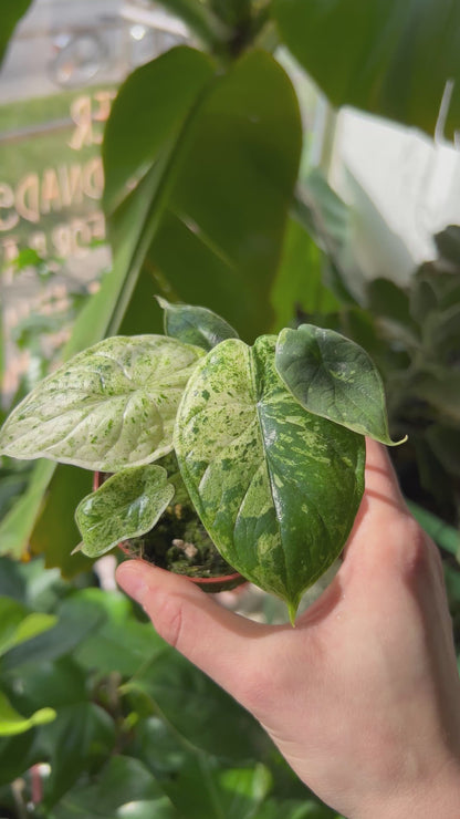 Alocasia Dragon Scale Mint Variegata