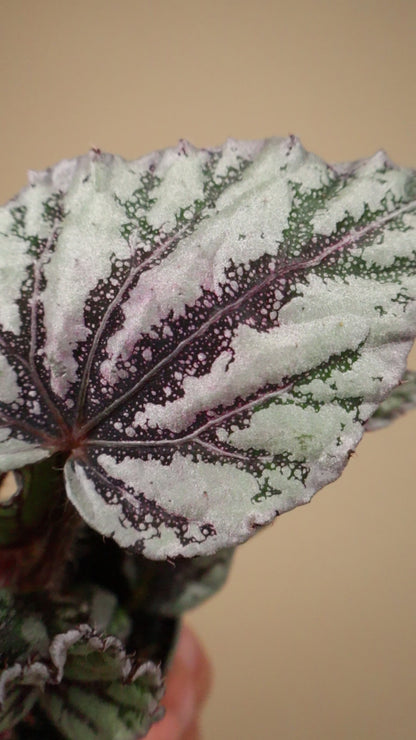 Begonia rex 'Dew drop'