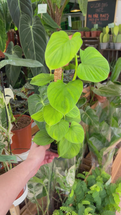 Philodendron fibraecataphyllum
