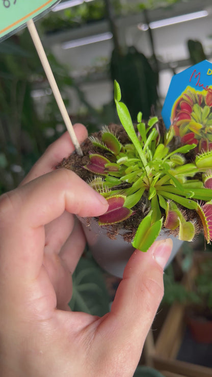 Dionaea muscipula 'Venus flugfälla'