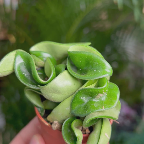 Hoya carnosa 'compacta'