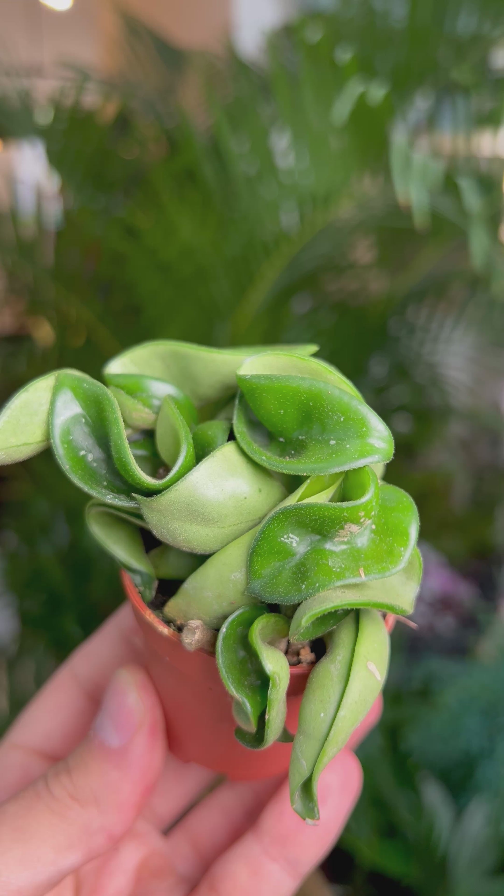 Hoya carnosa 'compacta'