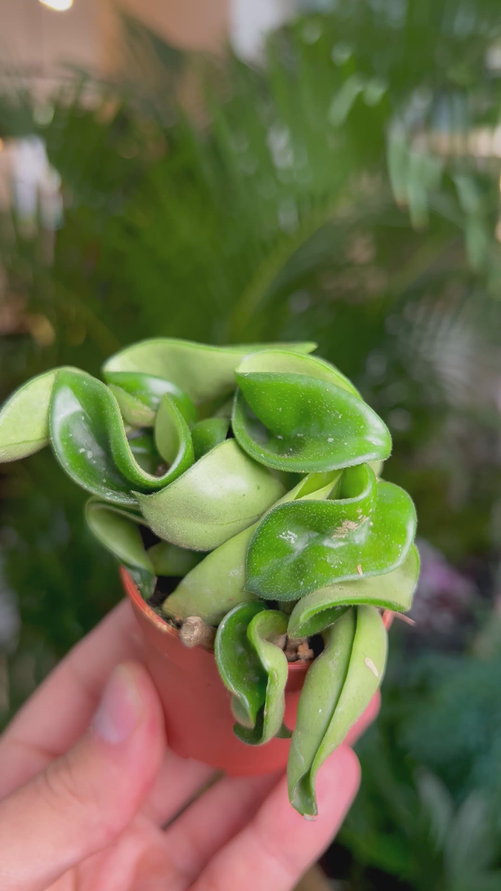 Hoya carnosa 'compacta'