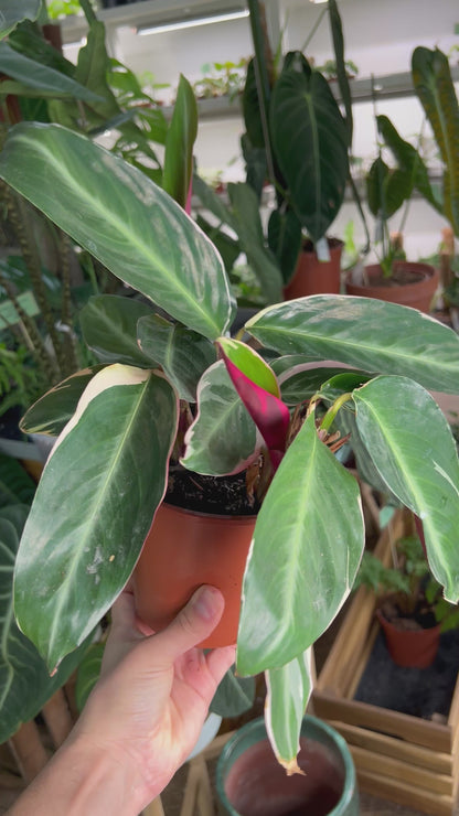 Stromanthe sanguinea 'Triostar' (Gebrochene Spitzen)