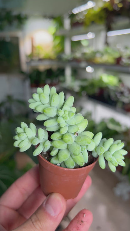 Sedum morganianum 'Burrito/Burro's Tail'