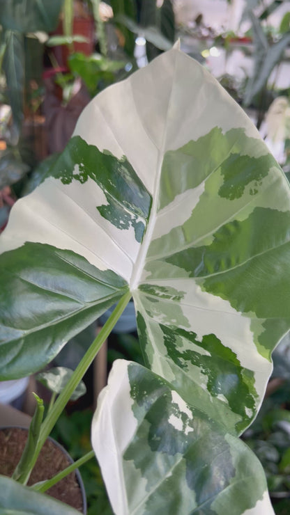 Alocasia macrorrhizos albo variegata