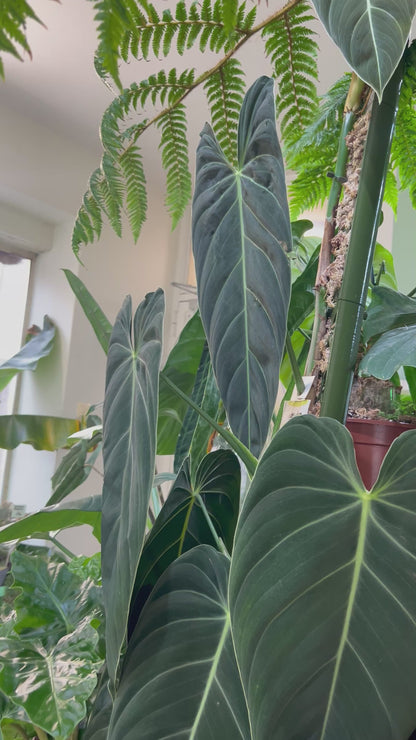 Philodendron melanochrysum