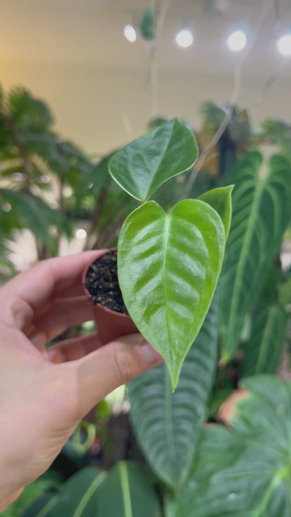 Anthurium veitchii