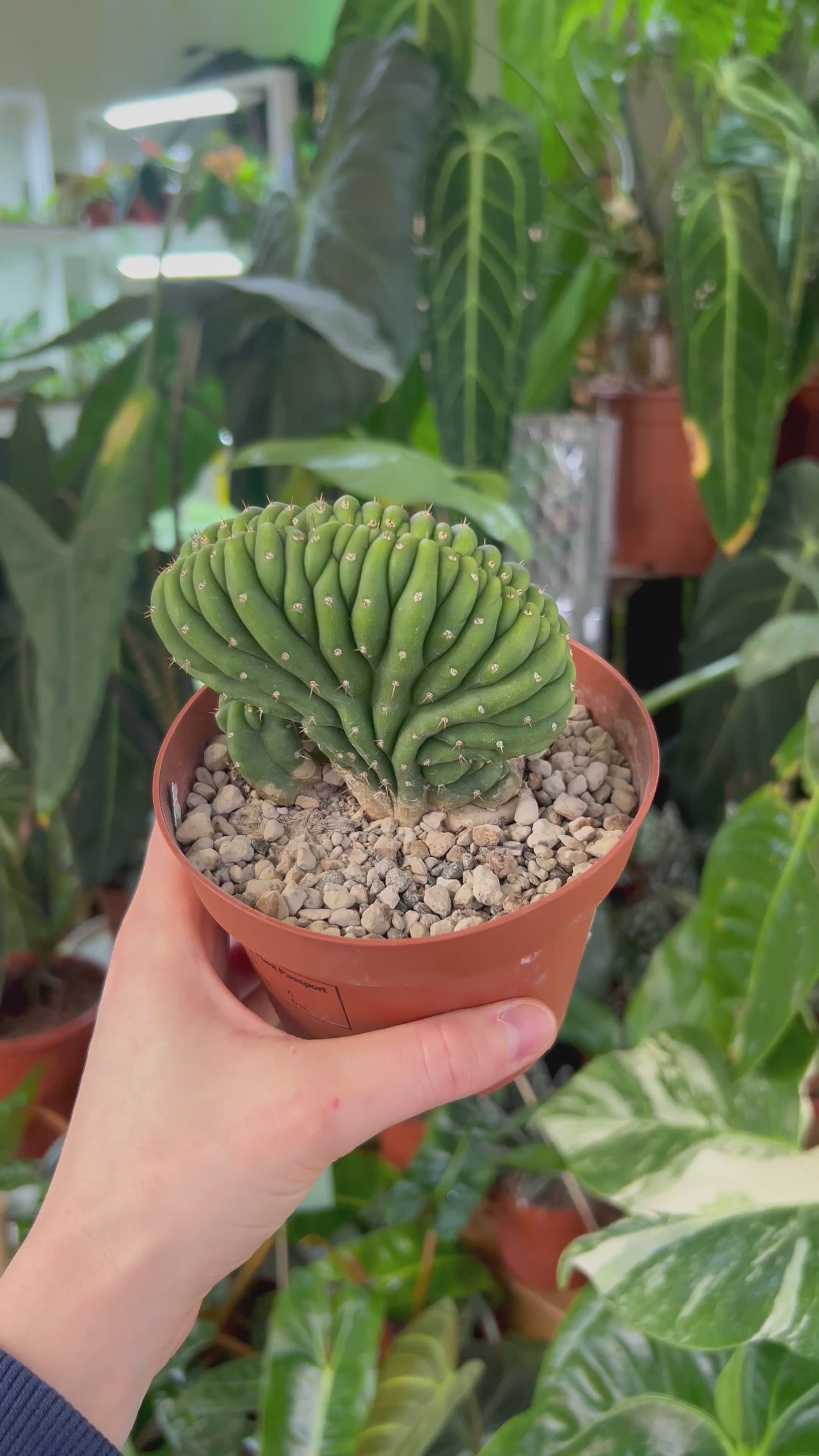 San Pedro Cactus 'Echinopsis pachanoi'