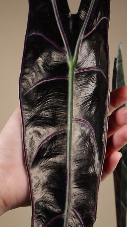 Alocasia longiloba 'purple'
