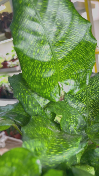 Calathea musaica 'Network'