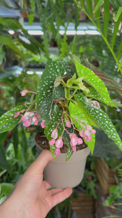 Forellbegonia 'Begonia maculata'