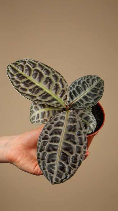 Labisia obtusifolia 'Turtleback'