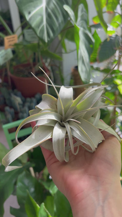Tillandsia xerographica
