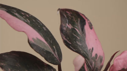 Philodendron 'Pink Princess Marble' 