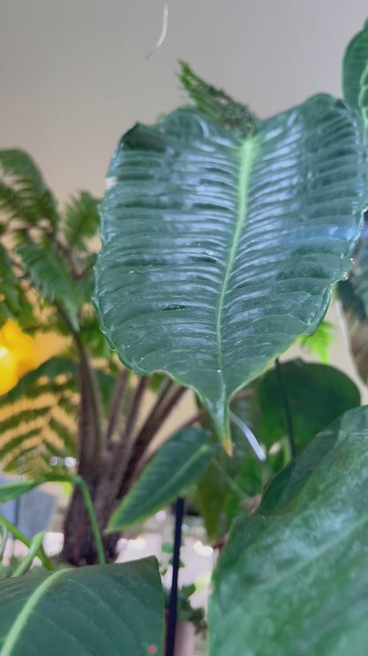 Anthurium veitchii