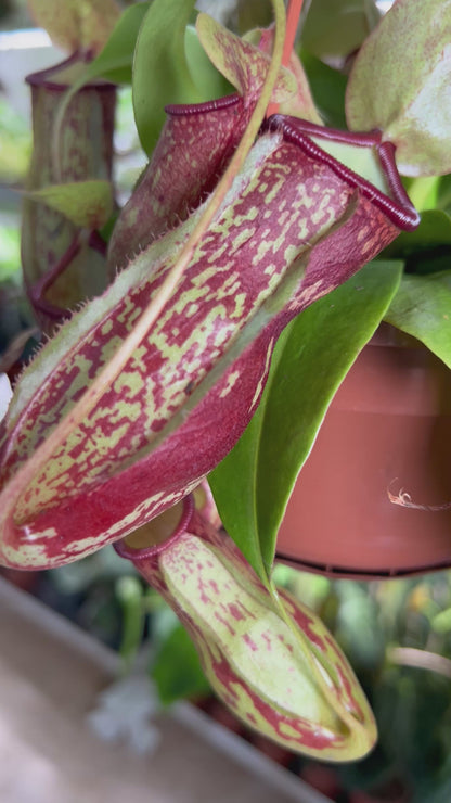 Nepenthes × Gaya 'Kannranka'