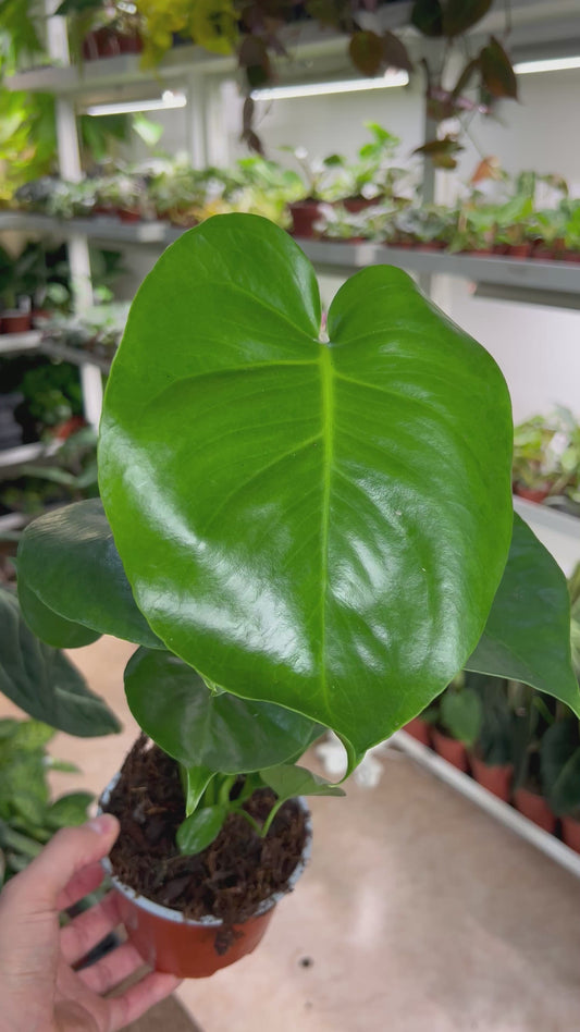 Monstera deliciosa 
