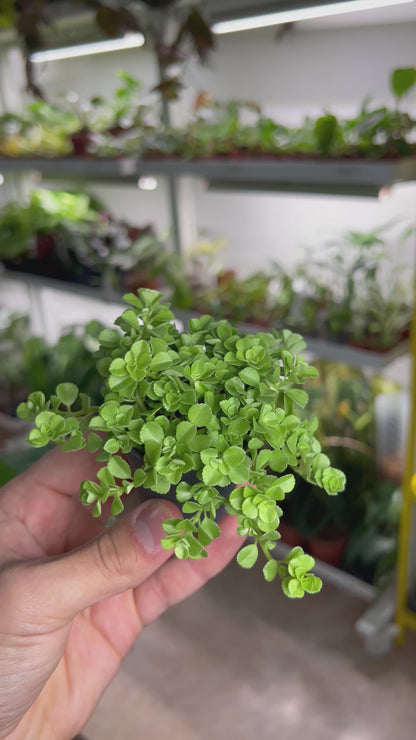Pilea depressa