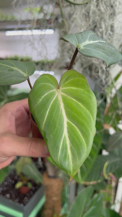 Philodendron gloriosum 