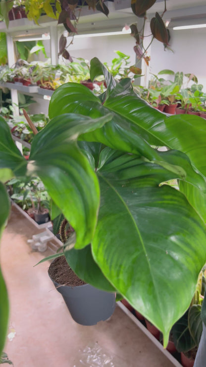 Philodendron squamiferum