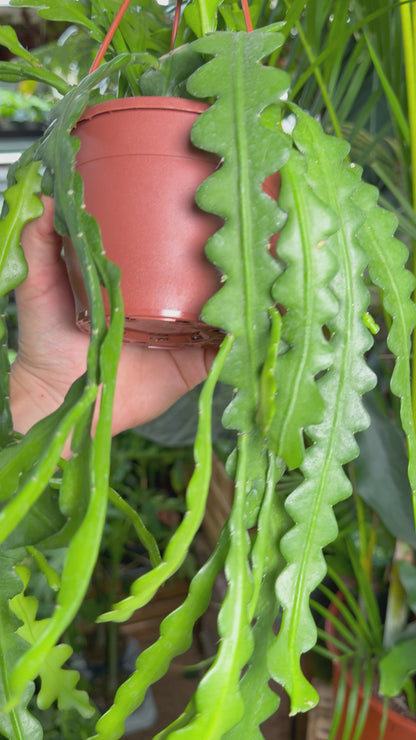 Epiphyllum anguliger | Flikig bladkaktus
