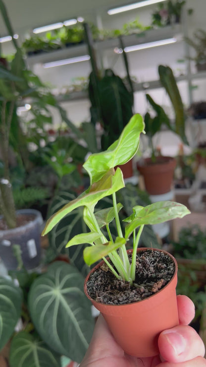 Syngonium 'milk confetti'