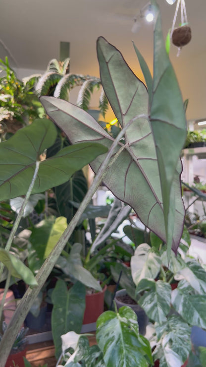 Alocasia princeps 'Purple Cloak'