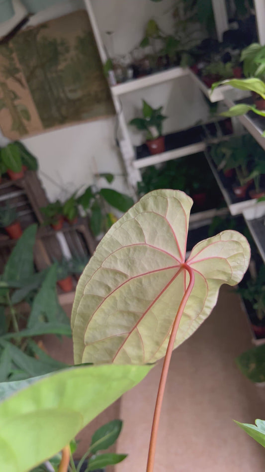 Anthurium 'Dark Phoenix'
