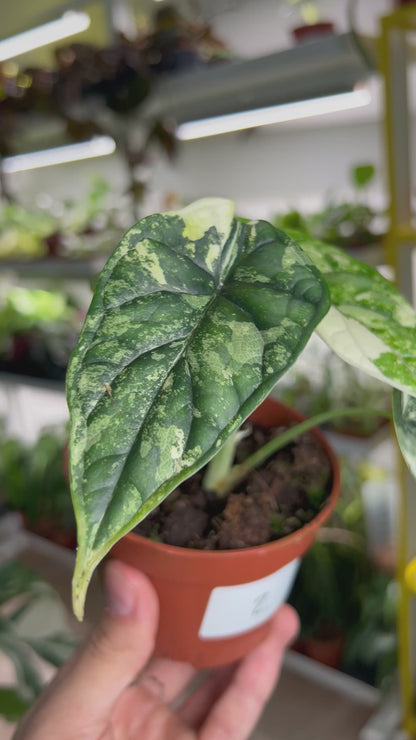 Alocasia dragon scale albo variegata