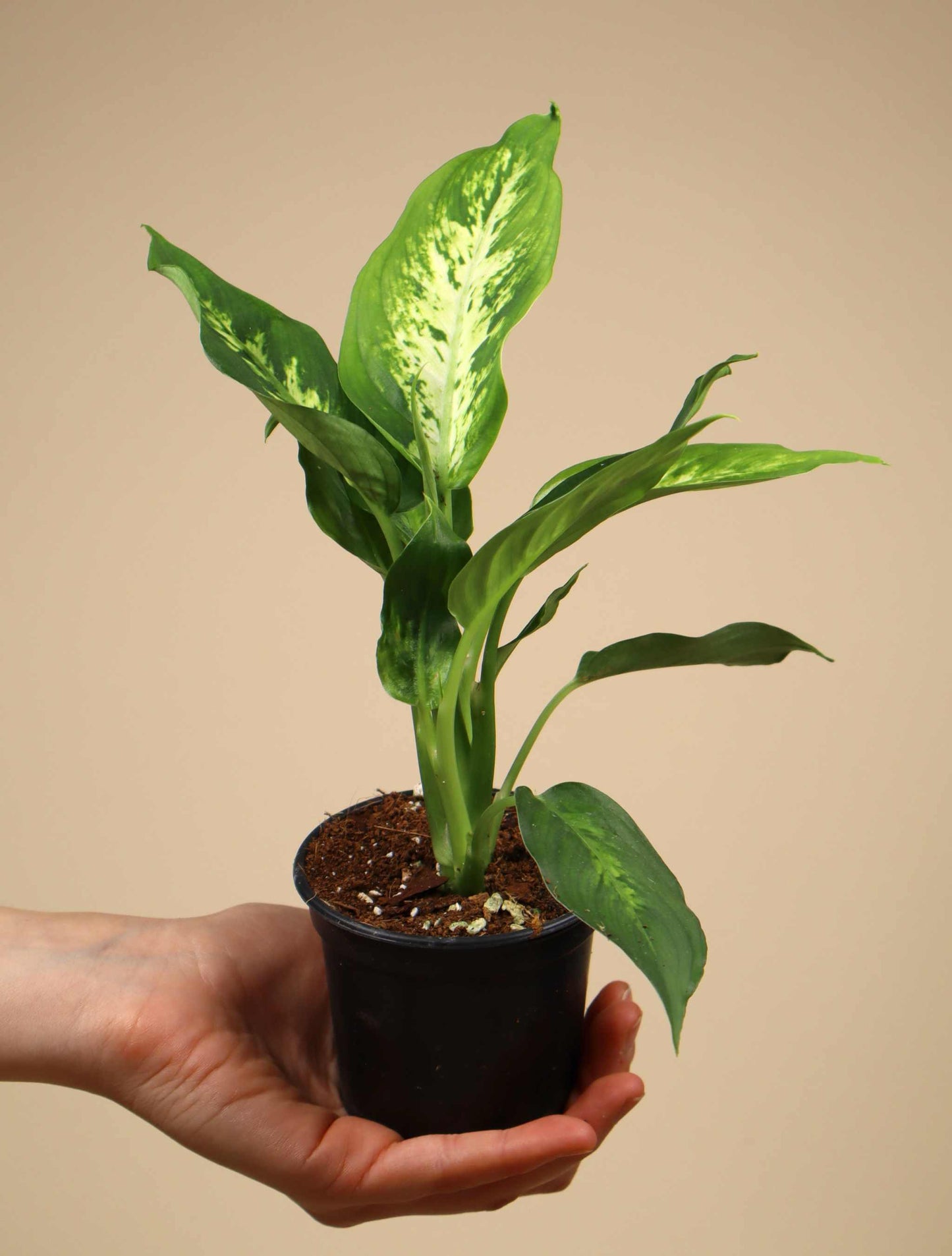 Dieffenbachia seguine