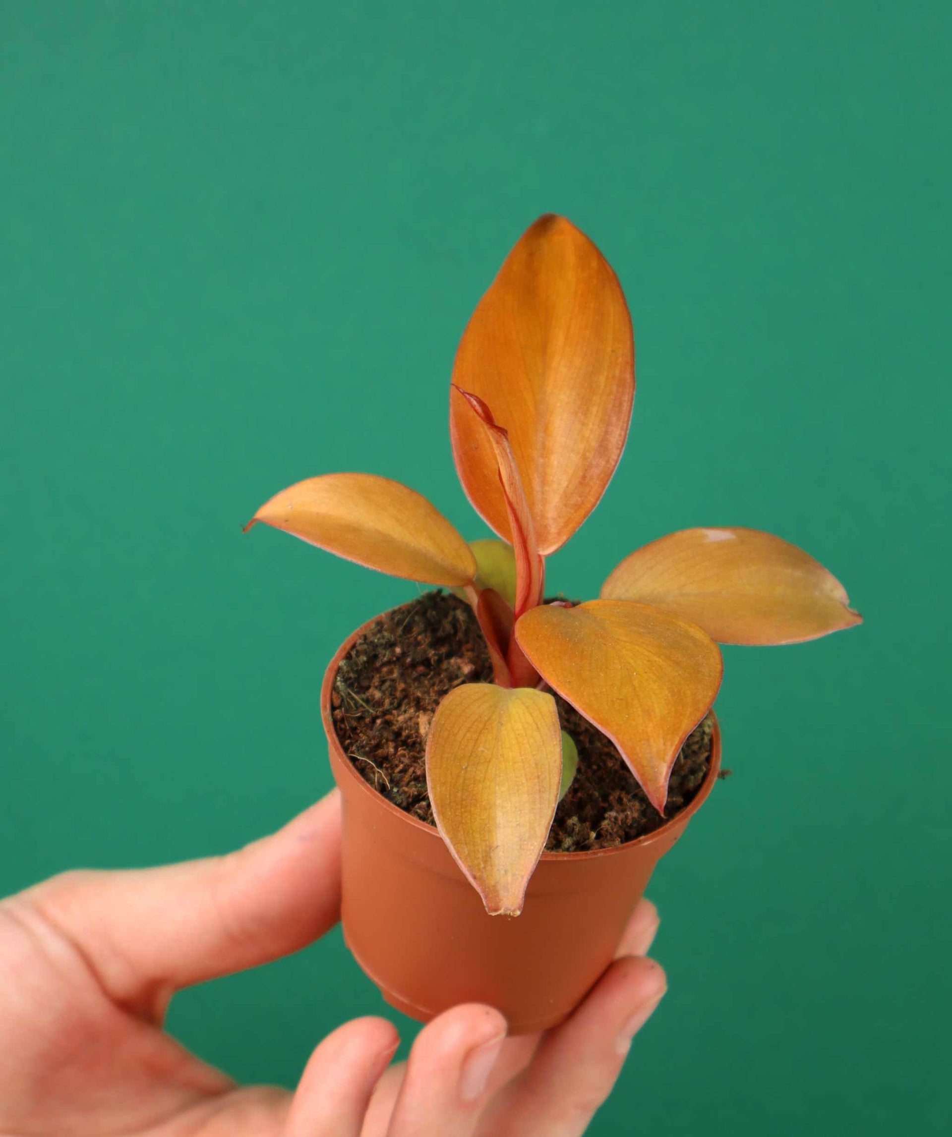 Philodendron 'Prince Of Orange'