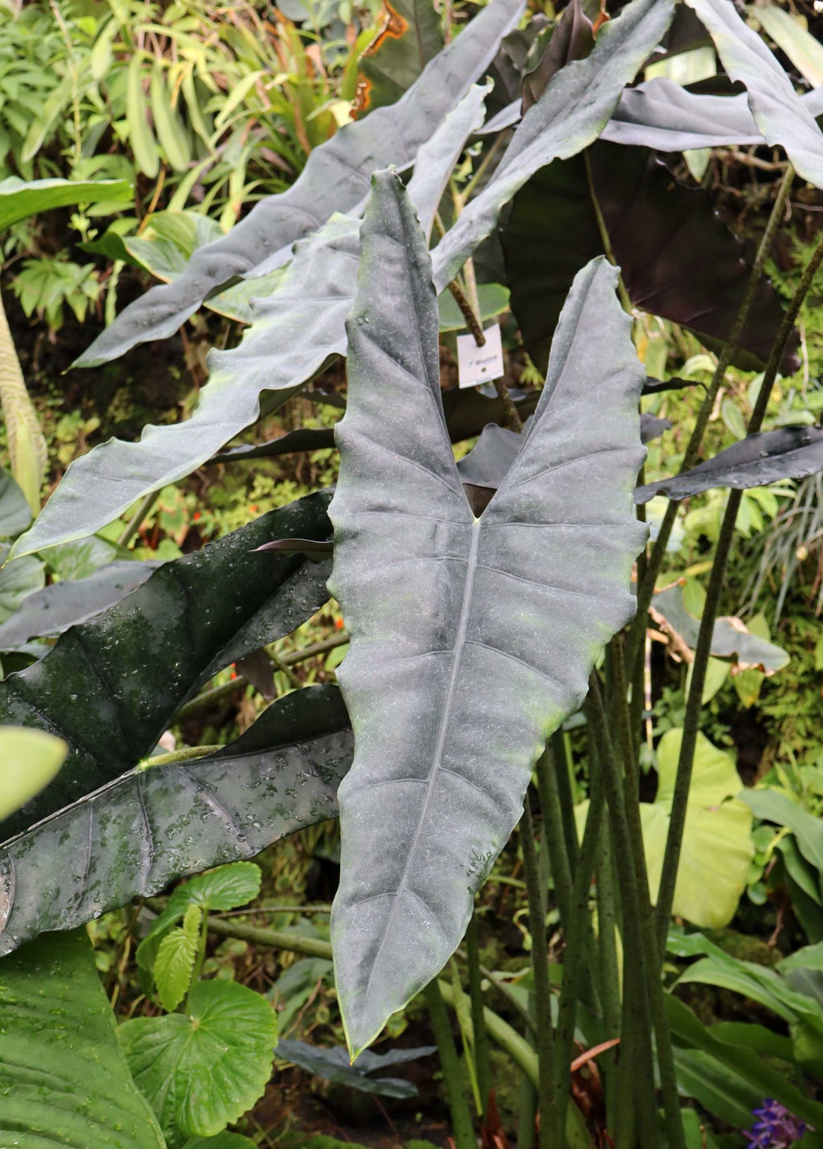 Alocasia princeps