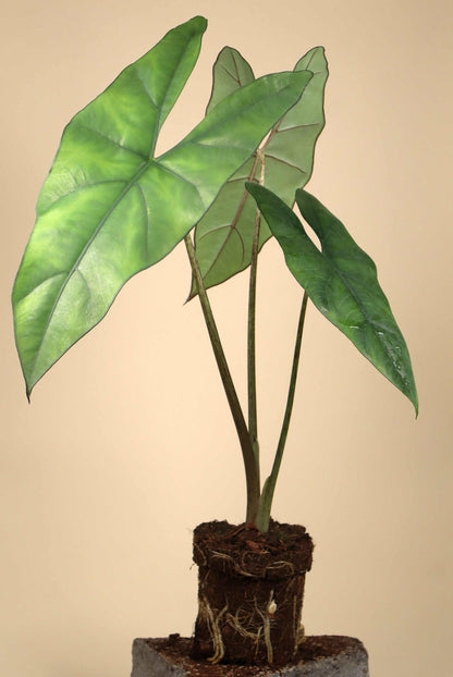 Alocasia princeps 'Purple Cloak'