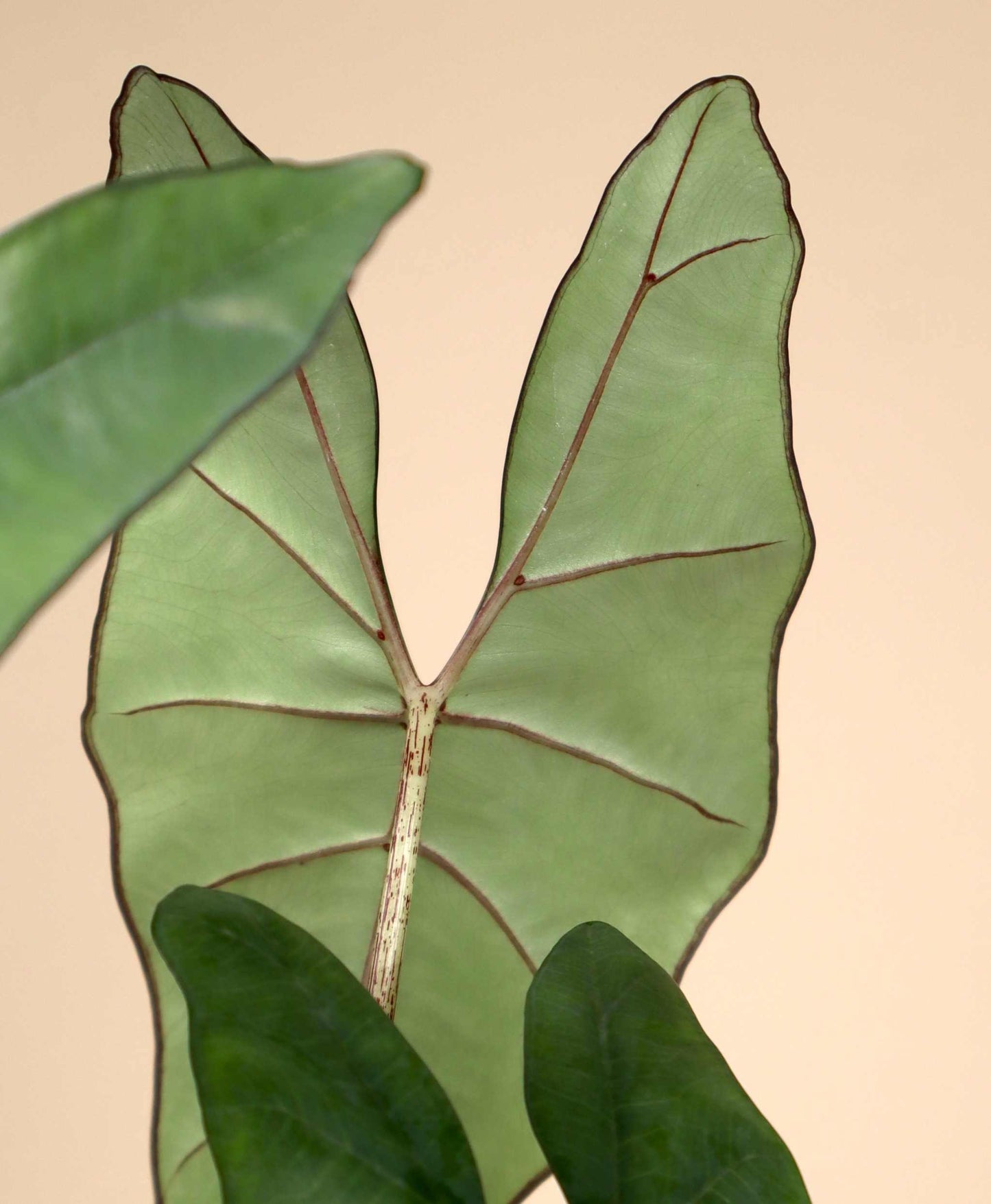 Alocasia princeps 'Purple Cloak'