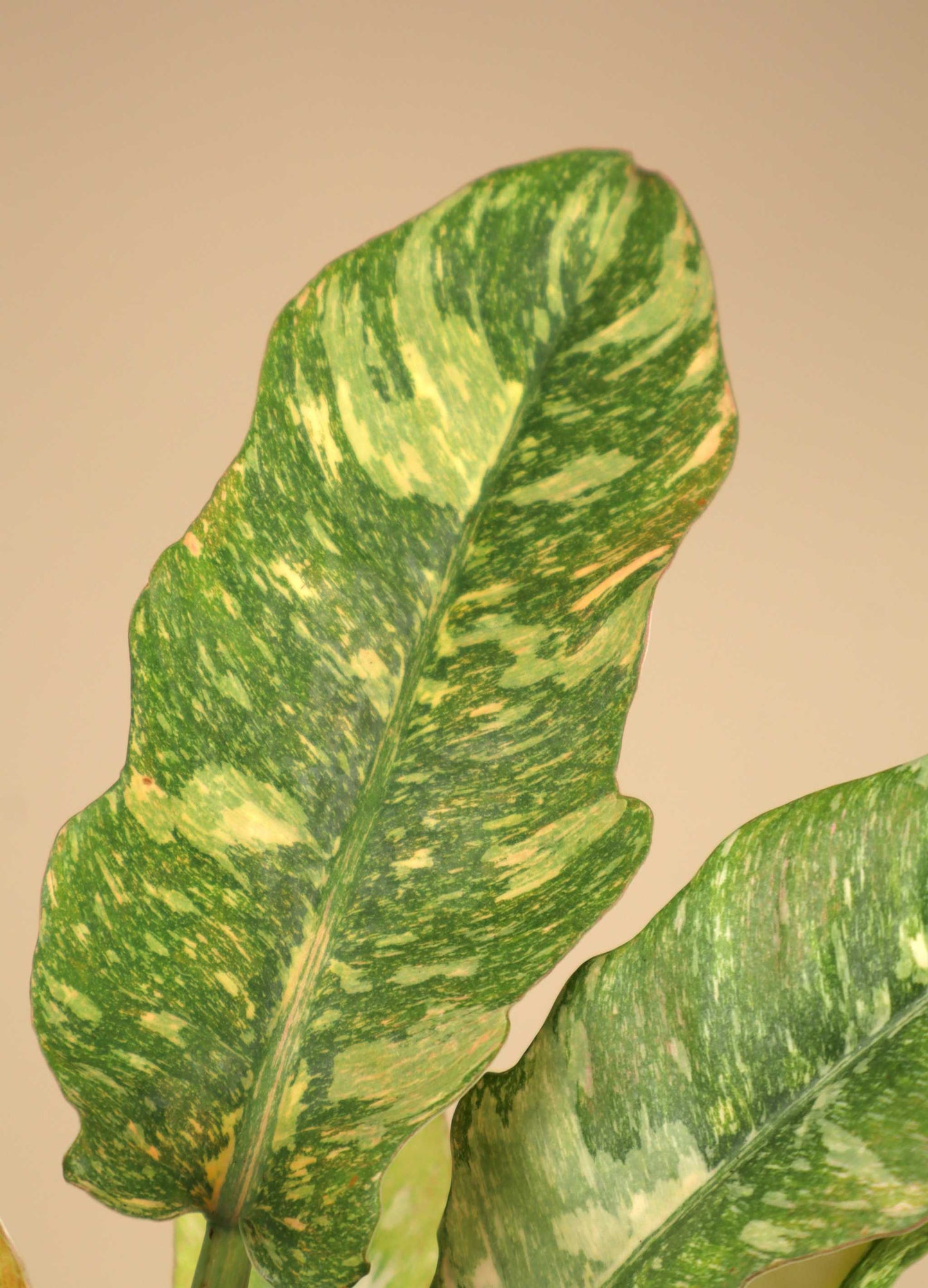 Philodendron 'Ring of Fire'