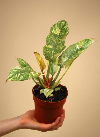 Philodendron 'Ring of Fire'